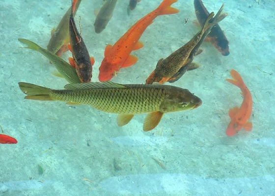 水產(chǎn)養(yǎng)殖魚(yú)飼料飼養(yǎng)方法