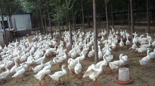 湖北魚飼料廠家