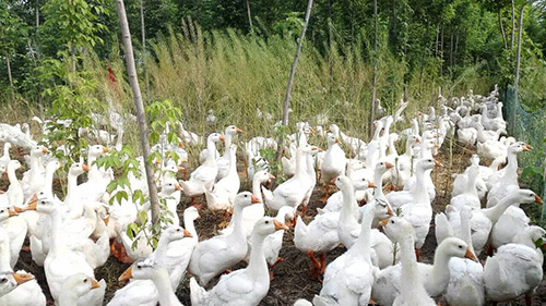 荊門市元鳳飼料有限公司